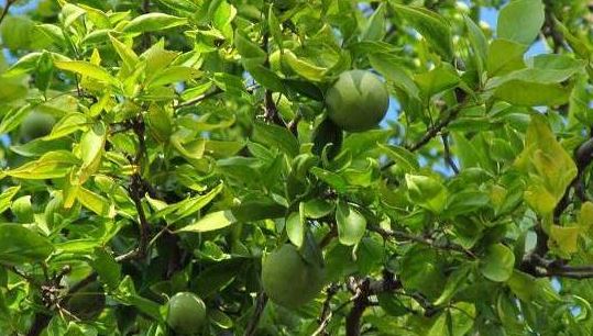 ବେଲ ଗଛ କେଉଁଠି ଏବଂ କେଉଁ ସ୍ଥାନରେ ଲଗାଇବା ଦ୍ୱାରା ବାସ୍ତୁଦୋଷ ଦୂର ହେବା ସହିତ ଗୃହରେ ଧନର ବର୍ଷା ହୋଇଥାଏ।