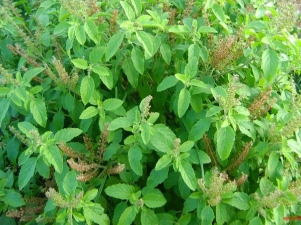 ଘରେ ତୁଳସୀ ଗଛ ଲଗାଉଛନ୍ତି କି? ତେବେ ଜାଣି ରଖନ୍ତୁ ଏହି ନିୟମ