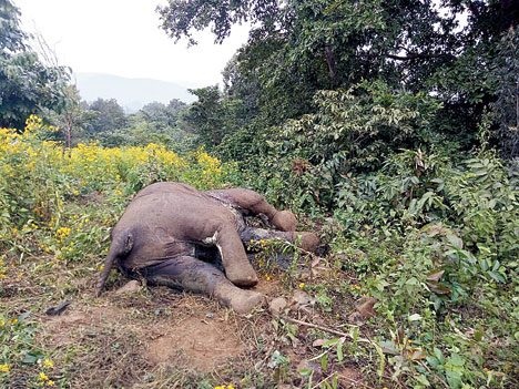 ହାତୀ ମୃତ୍ୟୁ ଘଟଣାରେ କାର୍ଯ୍ୟାନୁଷ୍ଠାନ, ଫରେଷ୍ଟର ନିଲମ୍ବିତ